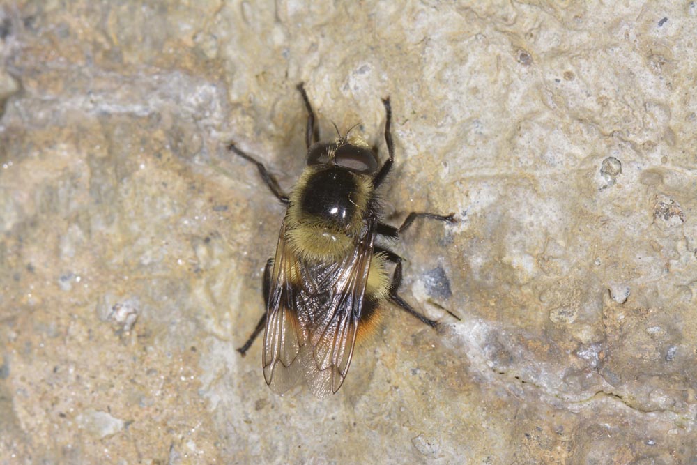 Syrphidae: Volucella bombylans